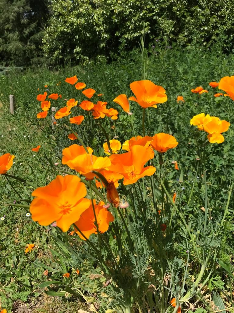 2020.05.08 joumard 1