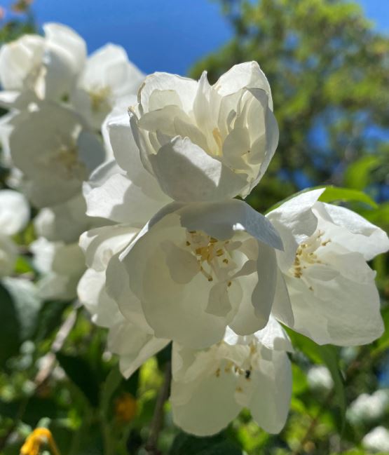2020.05.30 fleurs seringat 1