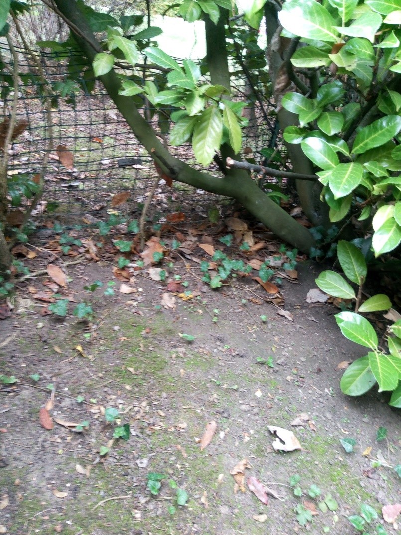 2020.11.09 maison herisson photo 5