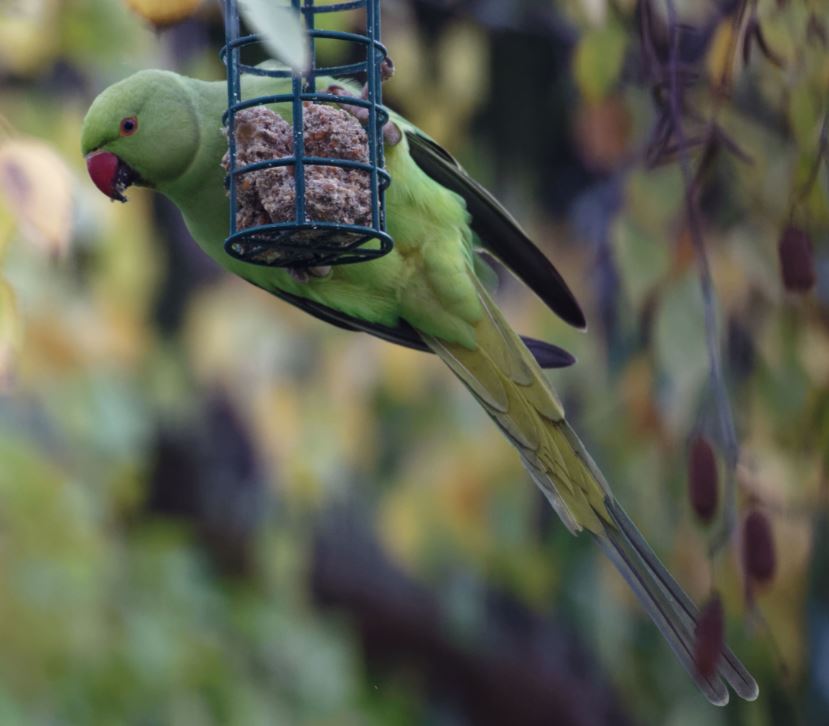 2020.11.19 perruches jardin le notre 3bis