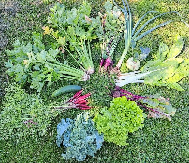 2024.03.28 quadra terra photo legumes