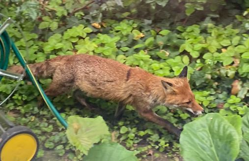 2024.07.06 renard photo mannasse