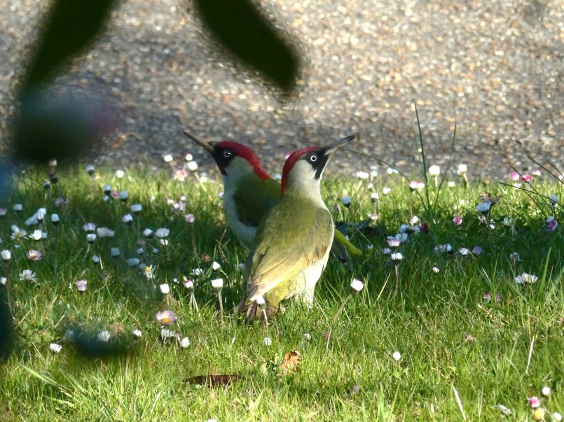2025.04.01 pic vert par michel martin 1bis