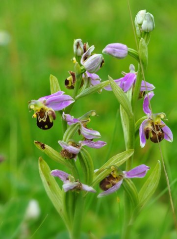 2025.06.14 ophrys abeille internet